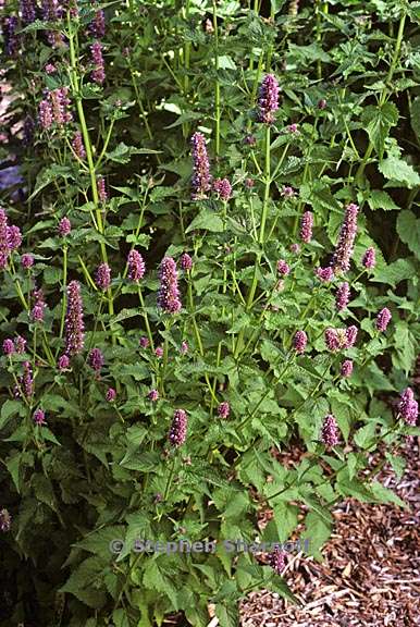 agastache rugosa 1 graphic